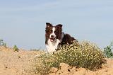 BORDER COLLIE 393